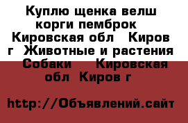 Куплю щенка велш корги пемброк - Кировская обл., Киров г. Животные и растения » Собаки   . Кировская обл.,Киров г.